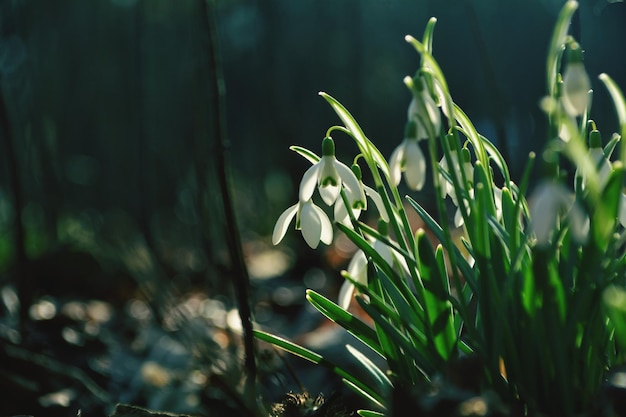 Photo close-up of white flowering plant on field
