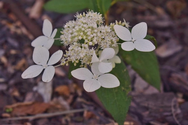 Foto prossimo piano di una pianta a fiori bianchi sul campo