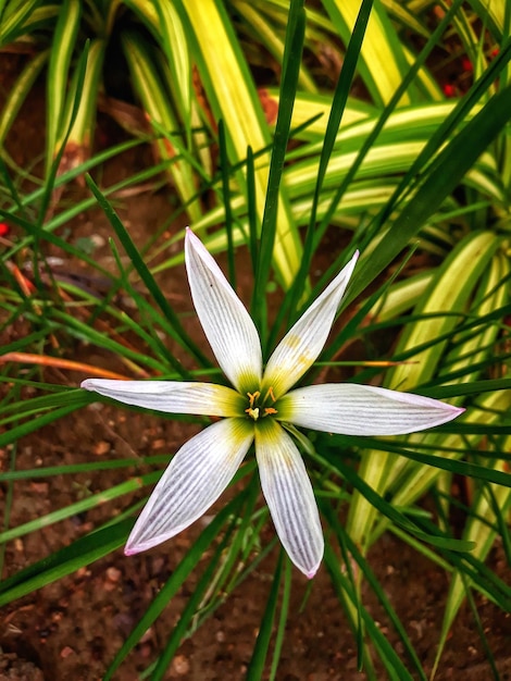 Foto prossimo piano di una pianta a fiori bianchi sul campo