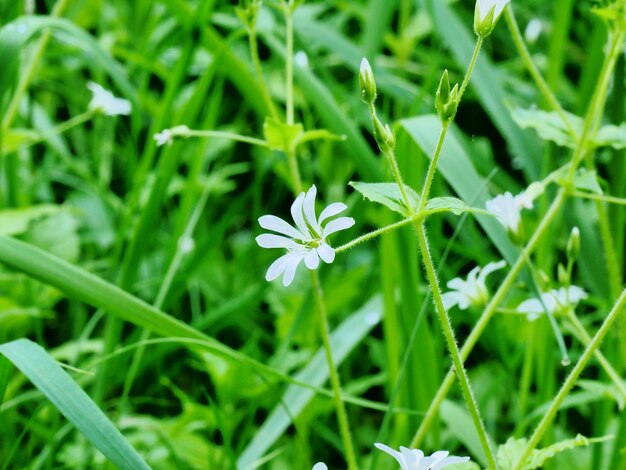 Foto prossimo piano di una pianta a fiori bianchi sul campo