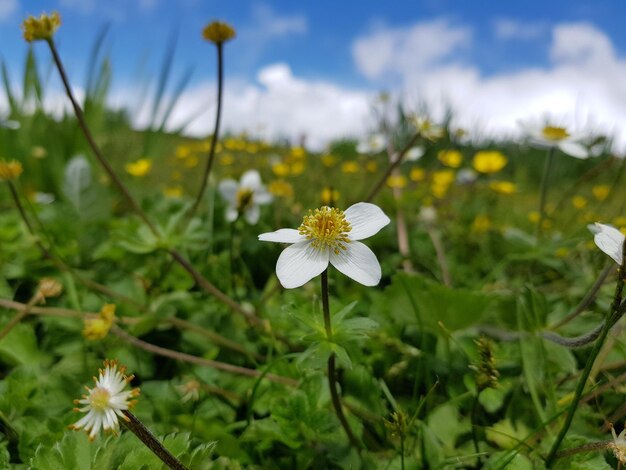 Close-up of white flowering plant on field