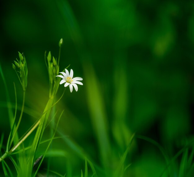 Close-up of white flowering plant on field