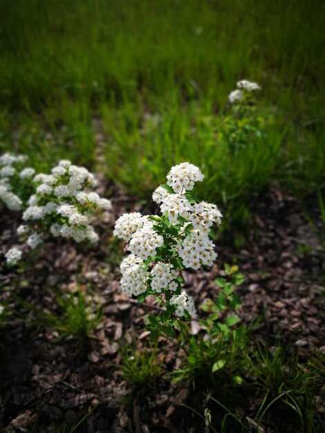 Close-up of white flowering plant on field