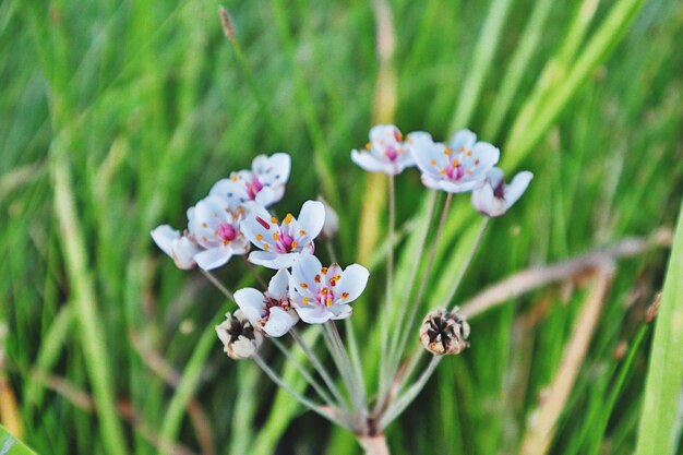 Close-up of white flowering plant in field