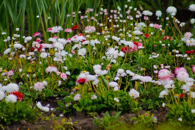 Close-up of white flowering plant in field