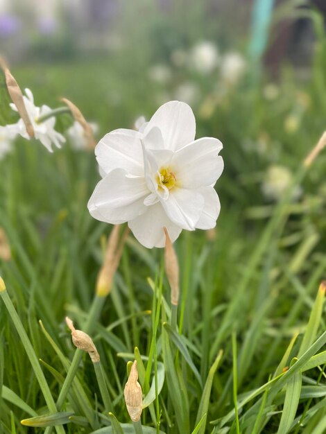 Close-up of white flowering plant on field