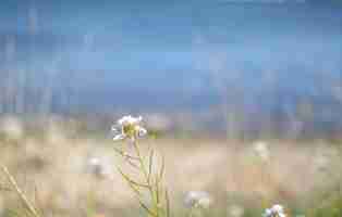 Photo close-up of white flowering plant on field