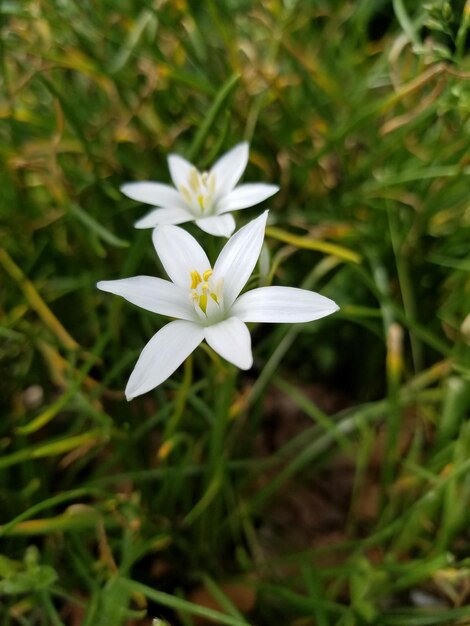 Close-up of white flowering plant on field