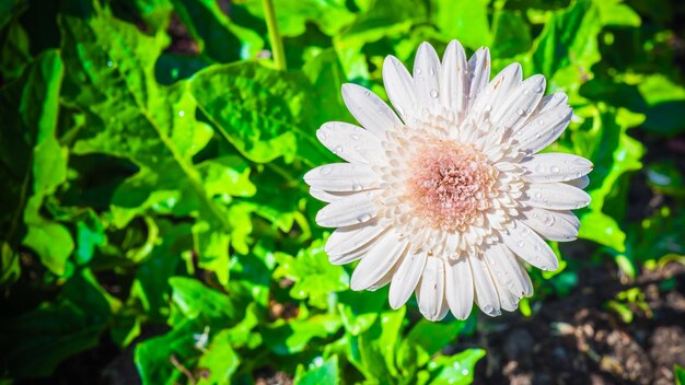 Close-up of white flowering plant on field