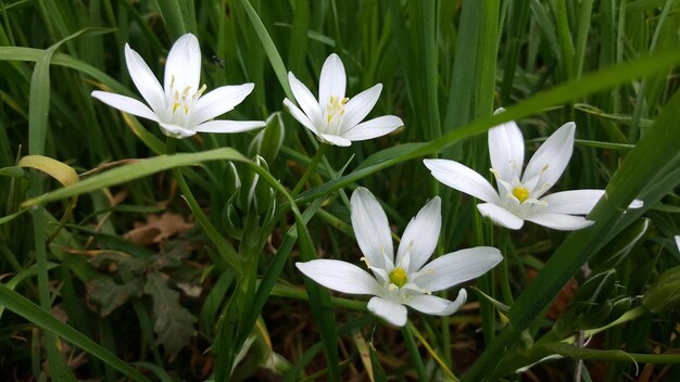 畑 の 白い 花 の 植物 の クローズアップ