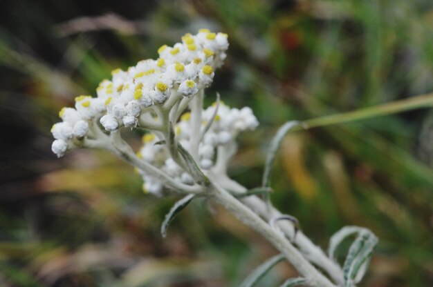 Foto prossimo piano di una pianta a fiori bianchi sul campo