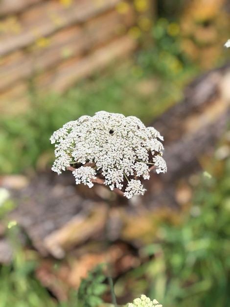 Photo close-up of white flowering plant on land