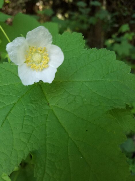 Close-up of white flowering plant leaves