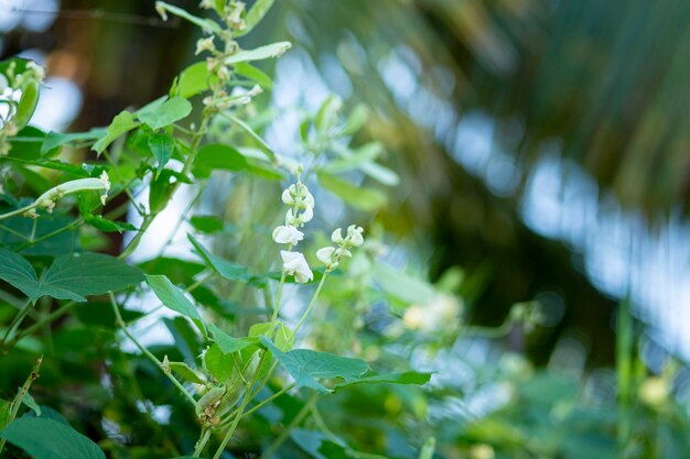 Close-up of white flowering plant leaves