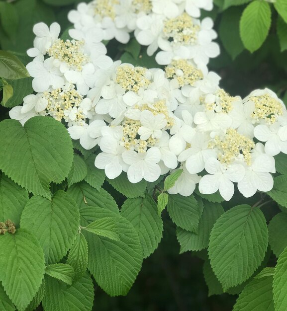 Close-up of white flowering plant leaves