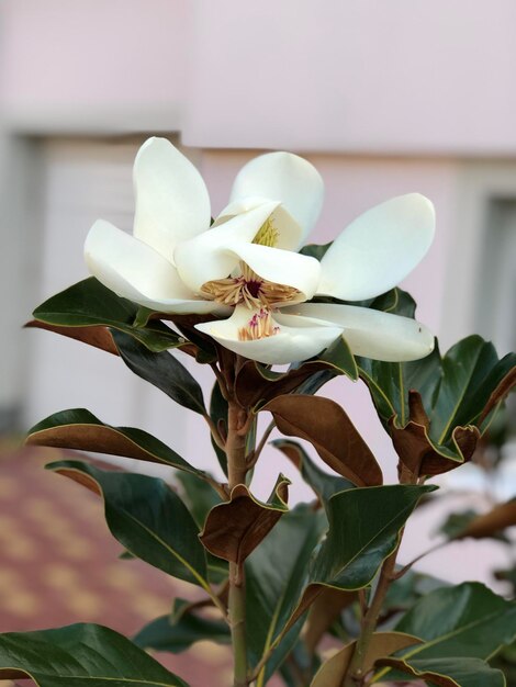 Foto prossimo piano della magnolia a fiori bianchi