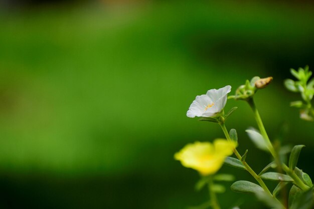 Foto prossimo piano di una pianta a fiori bianchi - primavera