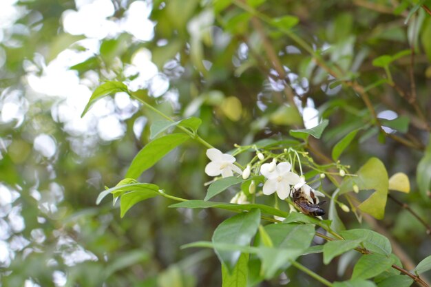 白い花をかせた植物のクローズアップ