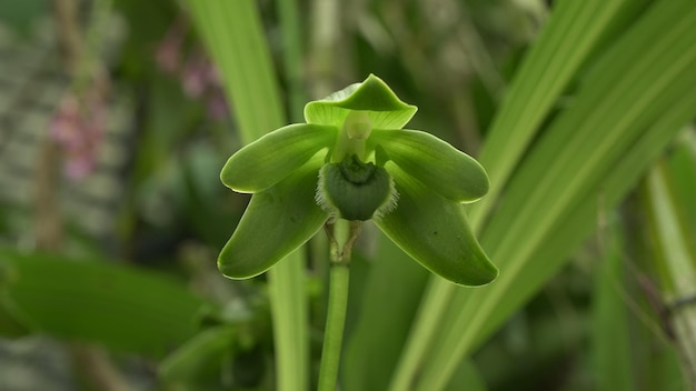 Foto prossimo piano di una pianta a fiori bianchi