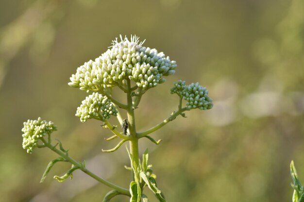 Close-up of white flowering plant