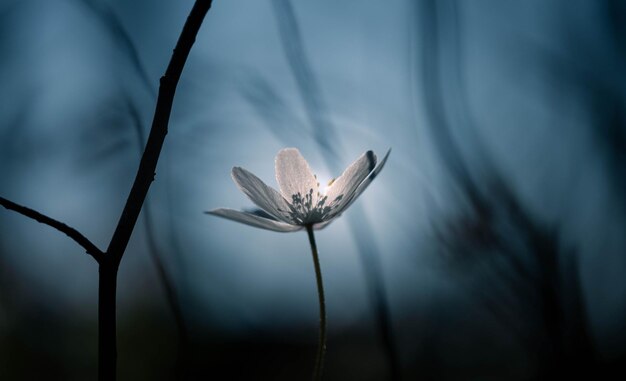 close-up of white flowering plant