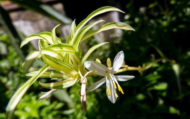 Foto prossimo piano di una pianta a fiore bianca