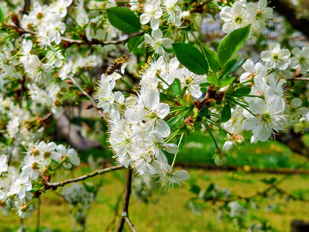 Close-up of white flowering plant