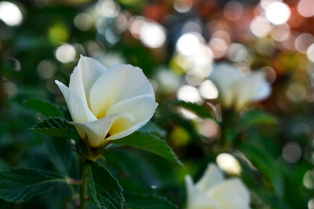 Photo close-up of white flowering plant