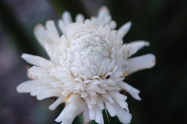 Foto prossimo piano di una pianta a fiore bianca