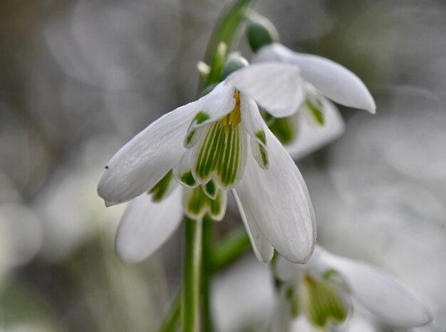 Photo close-up of white flowering plant