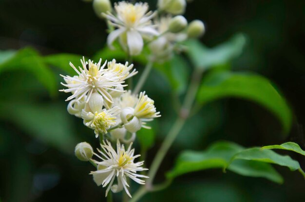 Close-up of white flowering plant