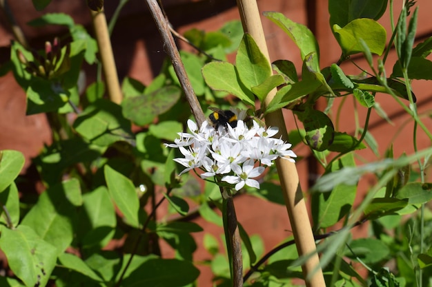 Photo close-up of white flowering plant