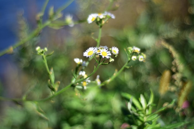 Photo close-up of white flowering plant