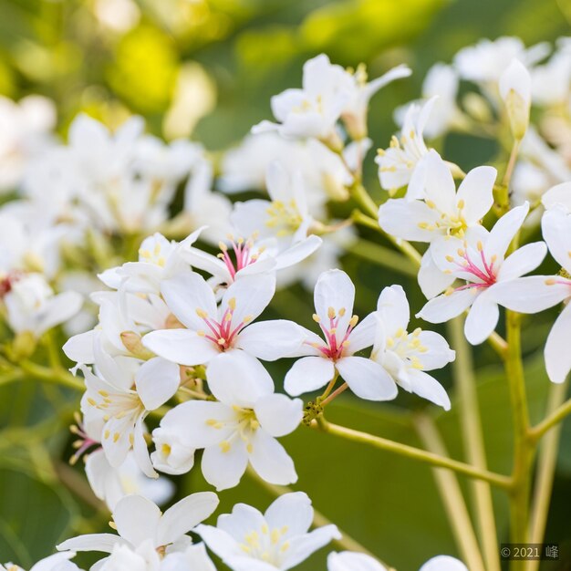 Close-up of white flowering plant