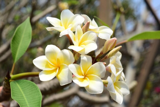 Photo close-up of white flowering plant