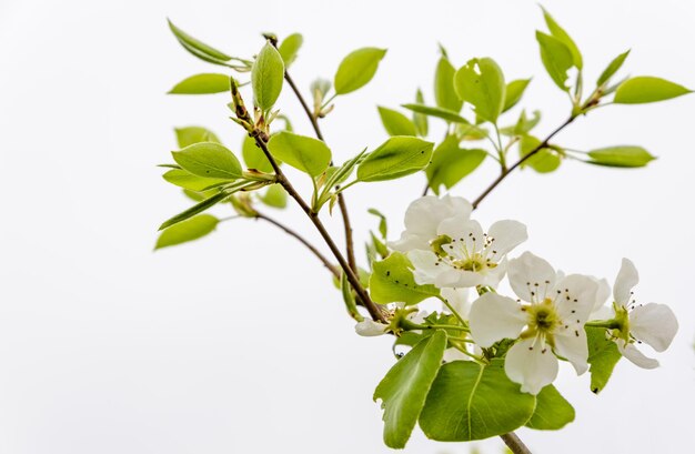 Foto prossimo piano di una pianta a fiori bianchi