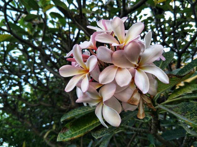 白い花を ⁇ かせる植物のクローズアップ