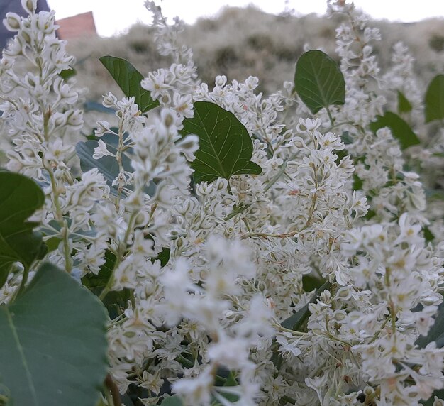 Photo close-up of white flowering plant