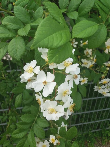 Close-up of white flowering plant