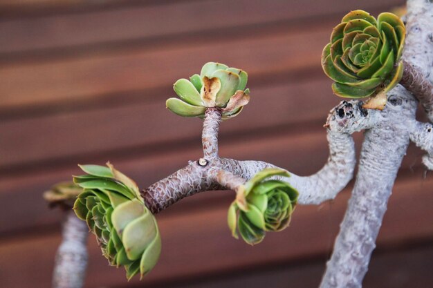 Photo close-up of white flowering plant