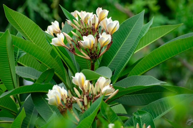 Foto prossimo piano di una pianta a fiori bianchi