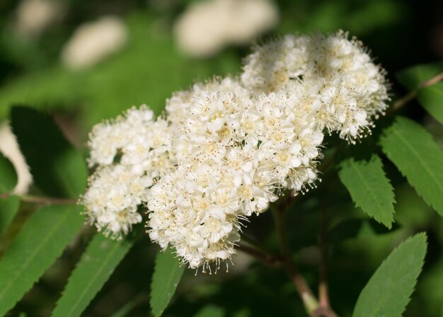 Close-up of white flowering plant