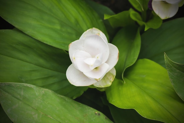 Foto prossimo piano di una pianta a fiori bianchi