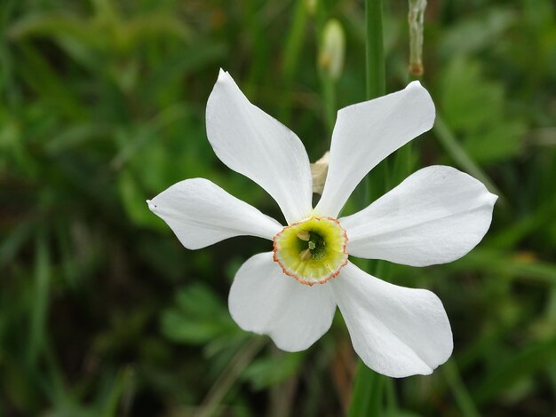 Close-up of white flowering plant