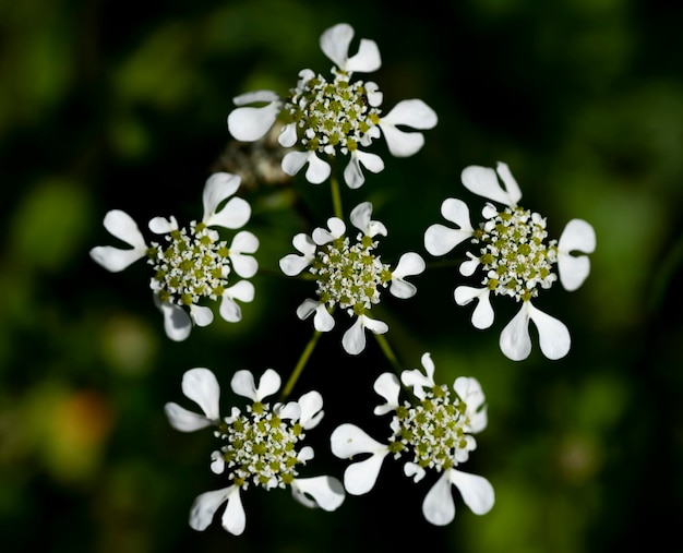 白い花を ⁇ かせる植物のクローズアップ
