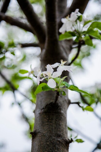 Photo close-up of white flowering plant