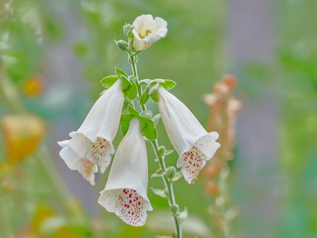 Photo close-up of white flowering plant