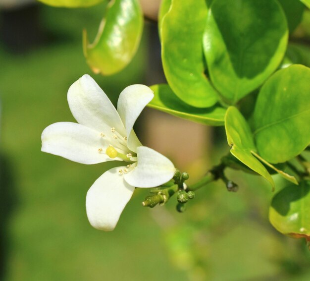 Photo close-up of white flowering plant