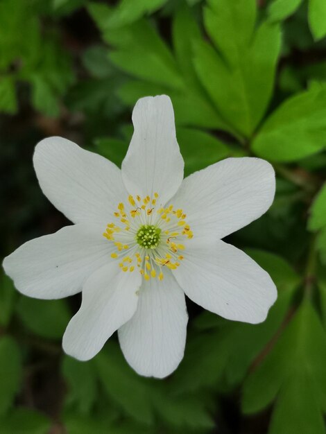 Close-up of white flowering plant