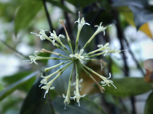 Foto prossimo piano di una pianta a fiori bianchi